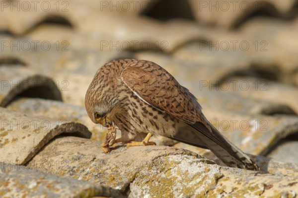 Lesser Kestrel (Falco naumanni), female eating a cricket, Castile-La Mancha, Spain, Europe