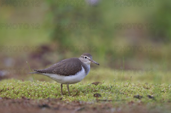 Common Sandpiper (Actitis hypoleucos) foraging, North Rhine-Westphalia, Germany, Europe