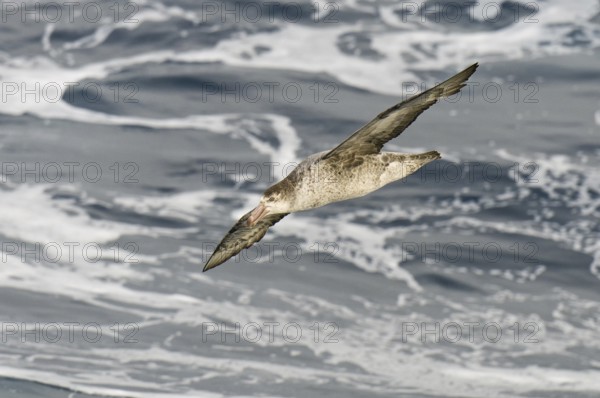 Southern Giant Petrel (Macronectes giganteus), Antarctica