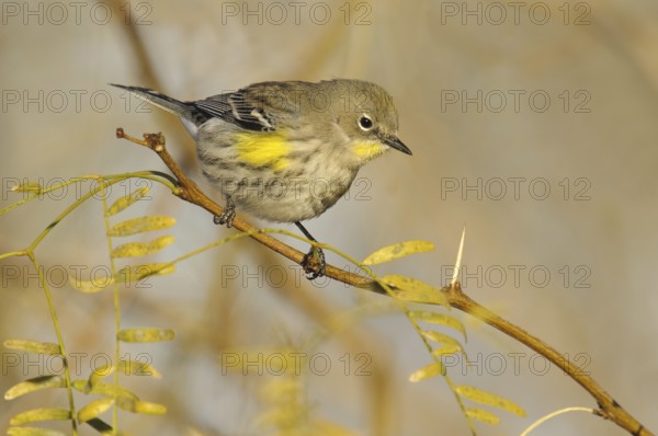 Audubon's Warbler (Setophaga auduboni), Arizona, USA, North America