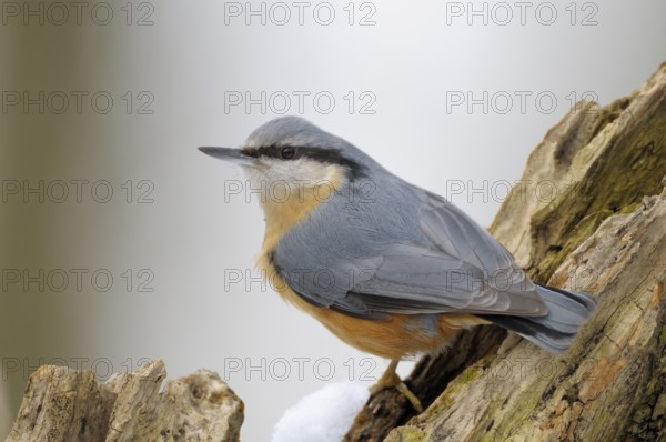 Kleiber (Sitta europaea), Nuthatch, Altvogel im Winter, Februar, Oberhausen, Nordrhein-Westfalen, Deutschland