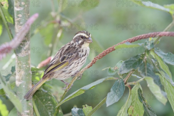 Streaky Seedeater, Crithagra striolata