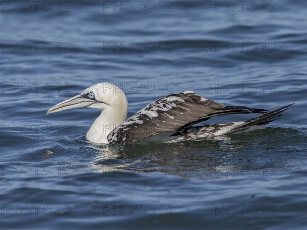 Northern Gannet (Morus bassanus), Wales, United Kingdom, Europe