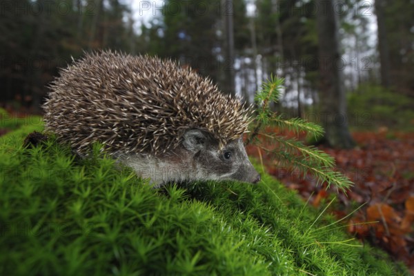 European Hedgehog, Erinaceus europaeus, on a green moss at the forest, photo with wide angle