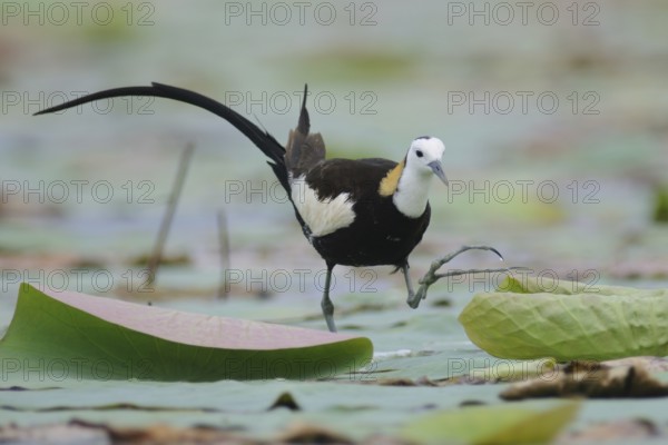 Pheasant-tailed Jacana (Hydrophasianus chirurgus), Sri Lanka, Asia