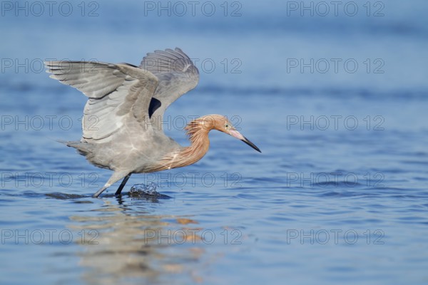 Reddish Egret (Egretta rufescens), Florida, USA, North America