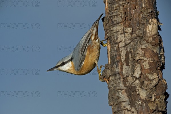 Eurasian Nuthatch (Sitta europaea) climbing down a tree, Aosta Valley, Italy, Europe