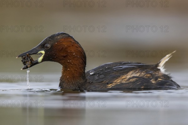 Little Grebe (Tachybaptus ruficollis), North Rhine-Westphalia, Germany, Europe