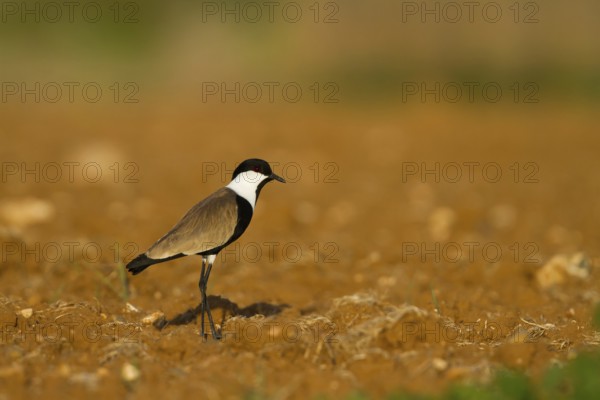 Spur-winged Lapwing (Vanellus spinosus), Cyprus, Europe