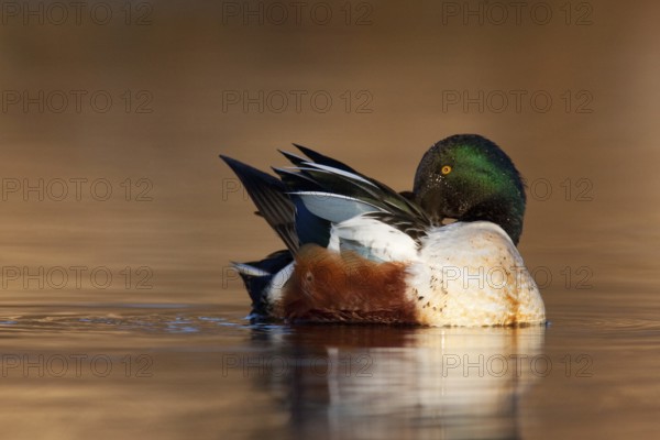 Northern Shoveler (Spatula clypeata) male, British Columbia, Canada, North America