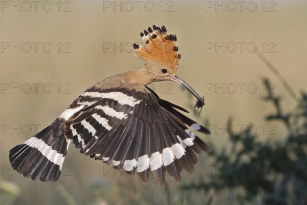 Eurasian Hoopoe (Upupa epops) flying with feed in beak, Bulgaria, Europe