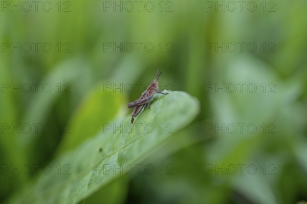 Brown locust (locusta), grasshopper, on a blade of grass in a meadow, Tyrol, Austria, Europe