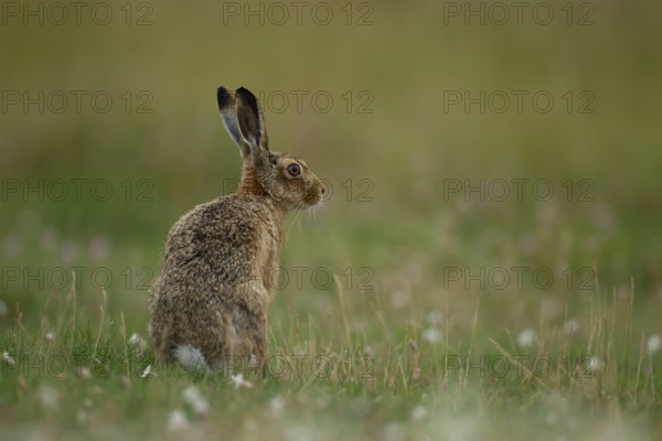 European brown hare (Lepus europaeus) adult animal in grassland in summer, England, United Kingdom, Europe
