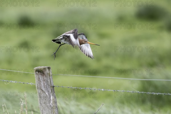 Black-tailed godwit (Limosa limosa), Lower Saxony, Germany, Europe