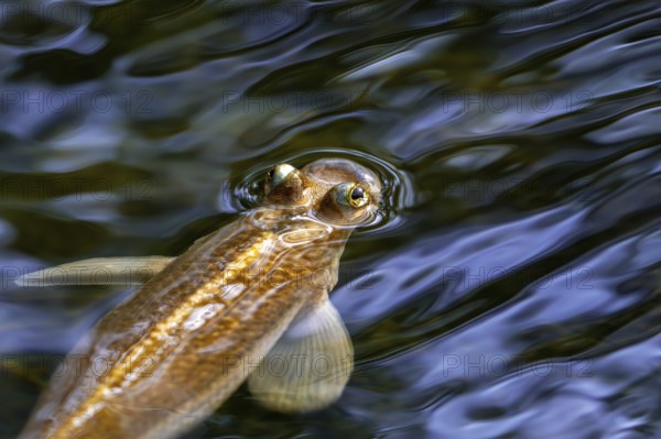 Largescale four-eyes (Anableps anableps), species of four-eyed fish native to fresh and brackish waters of northern South America and Trinidad