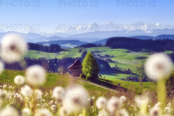 View over the Emmental with Bern granary, dandelion meadow (Leontodon) in the foreground, snow-covered Bernese Alps behind, Canton of Bern, Switzerland, Europe