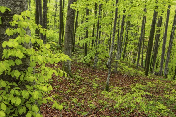 Trees, forest, light green leaves, beech forest, spring, Alpine foothills, Bavaria, Germany, Europe