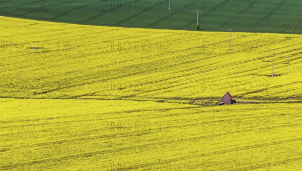 Rape field in bloom with a small house. Landscape near Dornstadt Baden-Württemberg, Germany, Europe