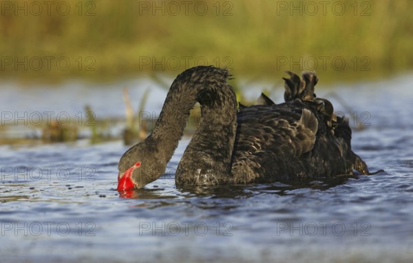 Black Swan (Cygnus atratus), Victoria, Australia, Oceania