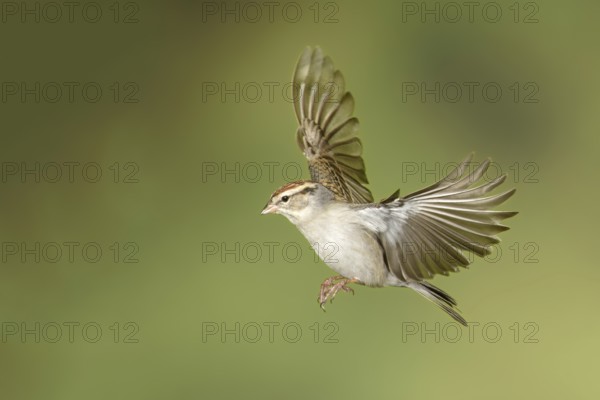 Chipping Sparrow (Spizella passerina) male, Texas, USA, North America
