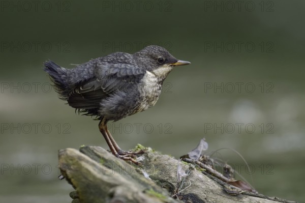 White-throated Dipper (Cinclus cinclus) juvenile, North Rhine-Westphalia, Germany, Europe