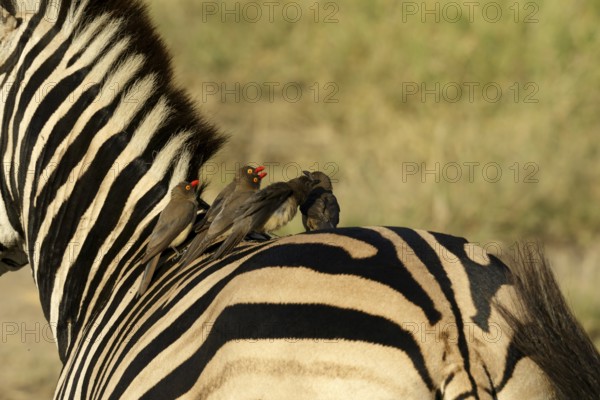 Roodsnavelossenpikker sitting on Zebra, Red-billed Oxpecker sitting on zebra
