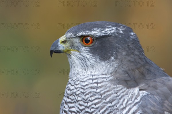 Havik, northern goshawk, Accipiter gentilis