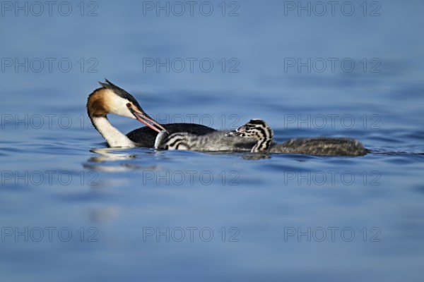 Great Crested Grebe (Podiceps Scalloped ribbonfish), feeding a chick with fish, swimming in the water, Lake Zug, Canton Zug, Switzerland, Europe