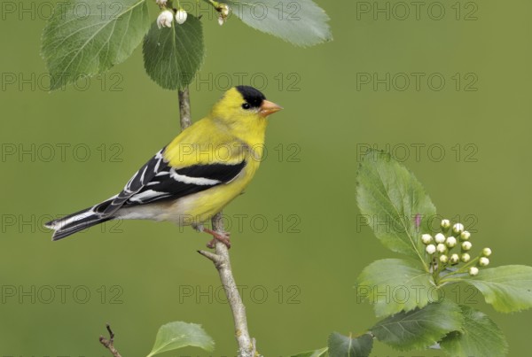 American Goldfinch (Spinus tristis) male, British Columbia, Canada, North America