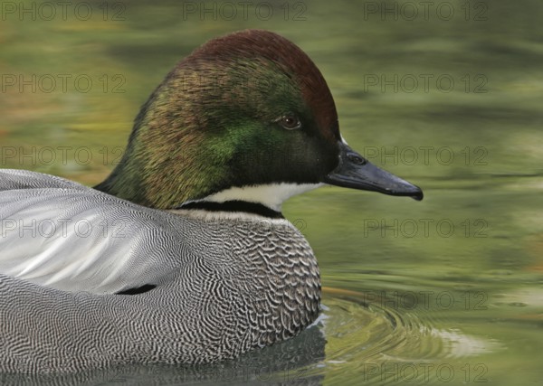 Falcated Duck (Mareca falcata) male, California, USA, North America