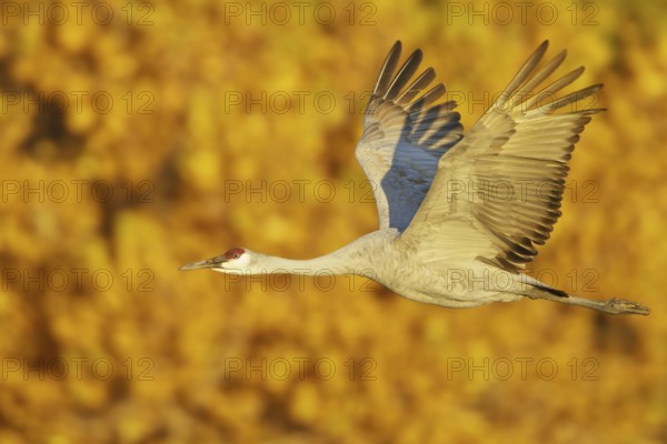 Sandhill Crane (Antigone canadensis) flying, New Mexico, USA, North America