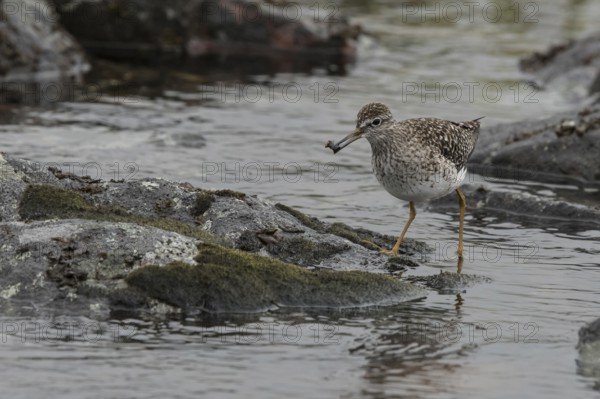Wood Sandpiper (Tringa glareola), Dalarna, Sweden, Europe