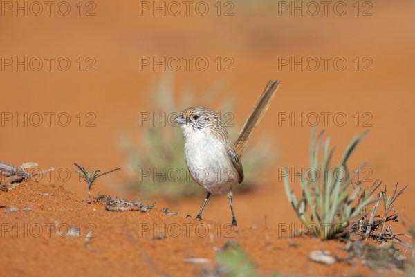 Eyrean Grasswren (Amytornis goyderi) perched on the ground, South Australia, Australia, Oceania