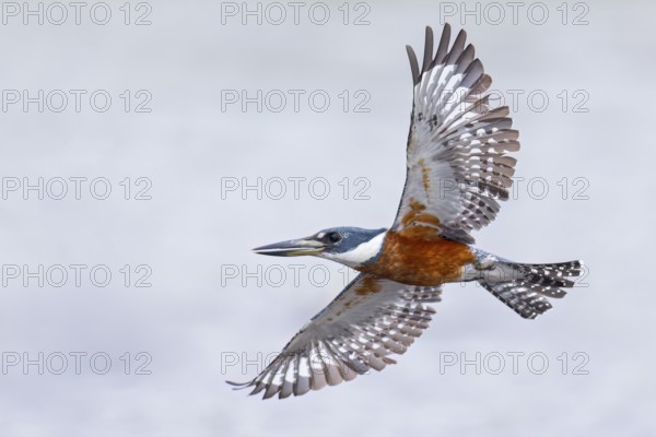 Ringed Kingfisher (Megaceryle torquata) flying in the Pantanal of Brazil