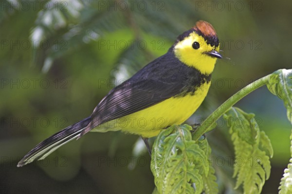 Collared Whitestart (Myioborus torquatus), Costa Rica, Central America