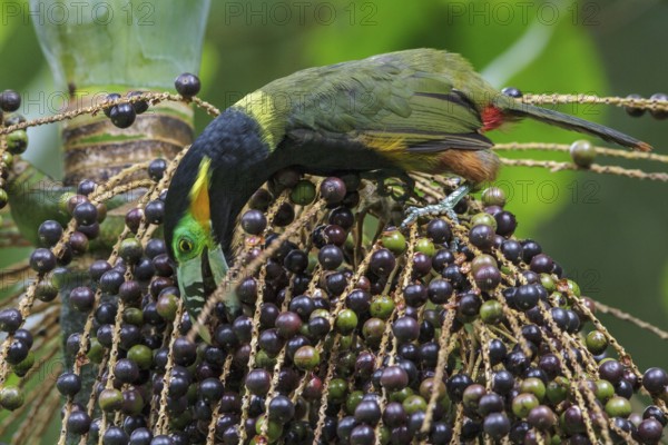 Spot-billed Toucanet (Selenidera maculirostris) feeding on palm fruits in the Atlantic rainforest of southeast Brazil