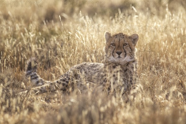 Cheetah (Acinonyx jubatus) adult lying in meadow, Philippolis, South Africa, Africa