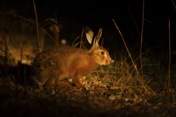 European brown hare (Lepus europaeus) juvenile leveret in grassland lit by torchlight at night in summer, England, United Kingdom, Europe