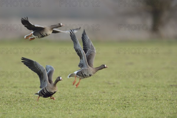 Greater White-fronted Goose (Anser albifrons) group flying, North Rhine-Westphalia, Germany, Europe