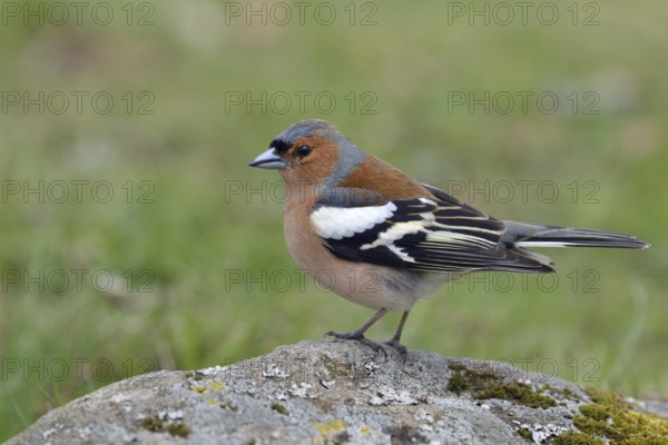Common Chaffinch (Fringilla coelebs) male perched on a stone, Sweden, Europe