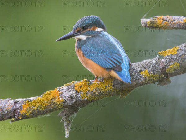 Common Kingfisher (Alcedo atthis), Mecklenburg-Western Pomerania, Germany, Europe