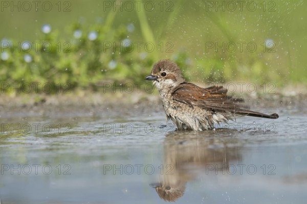 Red-backed Shrike (Lanius collurio) female bathing, Aosta Valley, Italy, Europe
