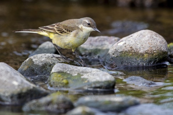 Maskenschaftstelze, Black-headed Yellow Wagtail, Black-headed Wagtail, Motacilla flava feldegg, Motacilla feldegg, Bergeronnnette à tête noire, Lavandera Boyera Balcánica