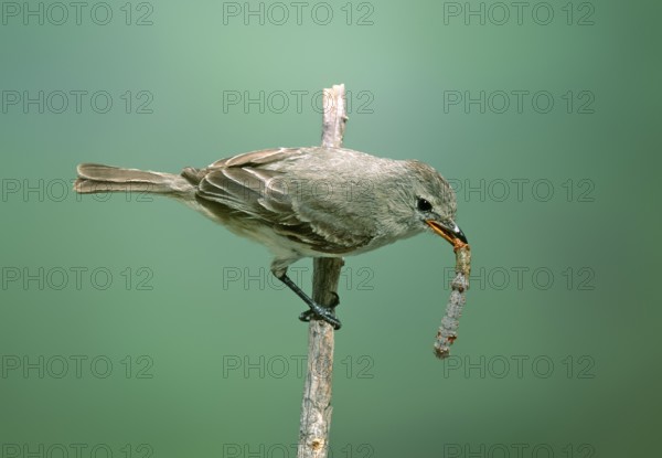 Northern Beardless-Tyrannulet Camptostoma imberbe Patagonia, ARIZONA, United States May Adult with moth larva. Tyrannidae