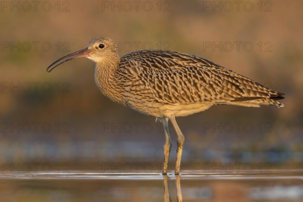 Eurasian Curlew (Numenius arquata) foraging, Poland, Europe