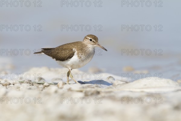 Common Sandpiper (Actitis hypoleucos), Burgenland, Austria, Europe