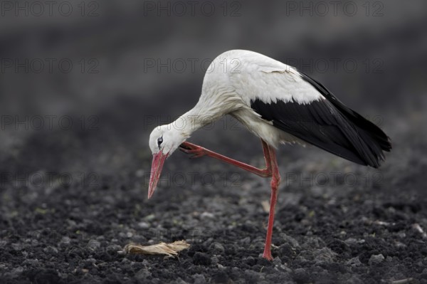 White Stork (Ciconia ciconia), Saxony-Anhalt, Germany, Europe