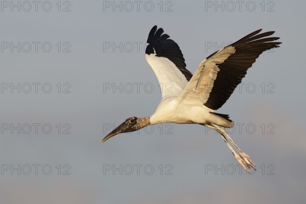 Wood Stork (Mycteria americana) flying, Florida, USA, North America