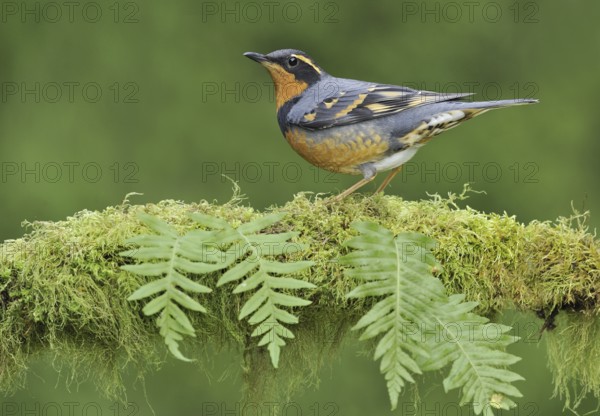 Varied Thrush (Ixoreus naevius), British Columbia, Canada, North America