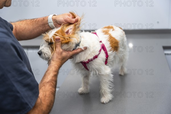 Veterinarian examining the ear of a jack russell terrier dog during a medical check up at the veterinary clinic
